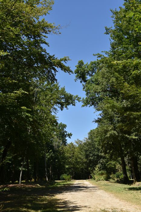 allée arborée