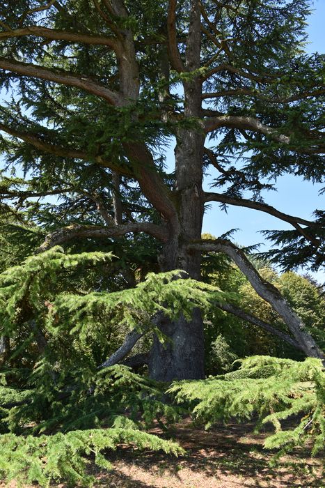 arbre remarquable (cèdre)