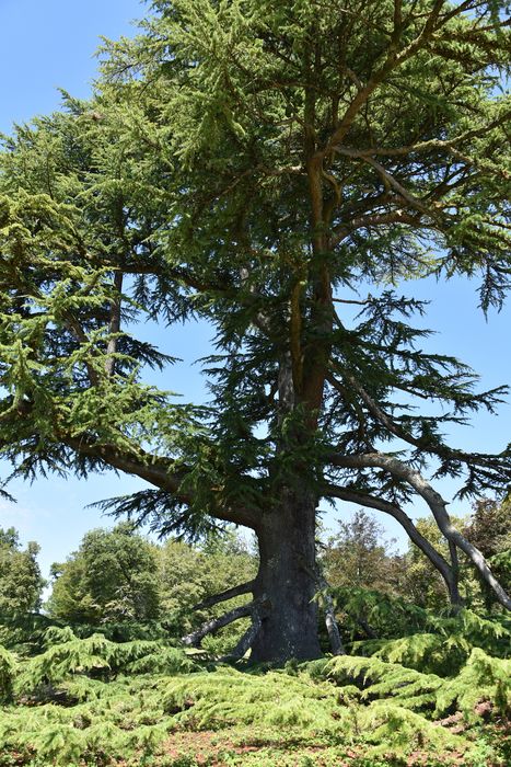 arbre remarquable (cèdre)