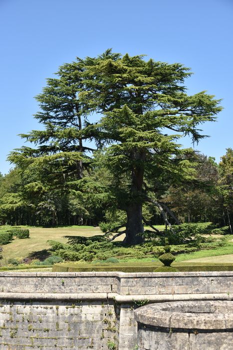 arbre remarquable (cèdre)