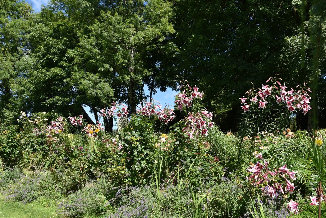 massif fleuri