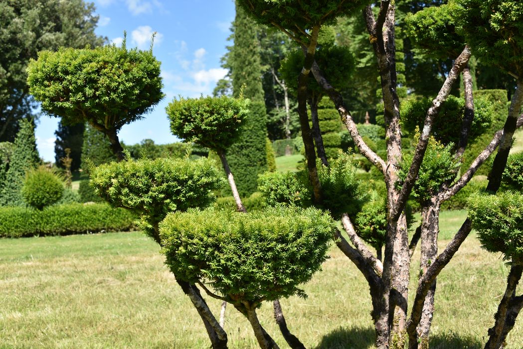 arbre (art topiaire)