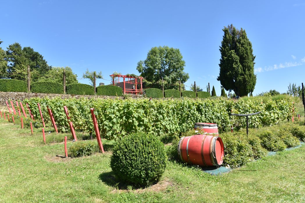 vignes