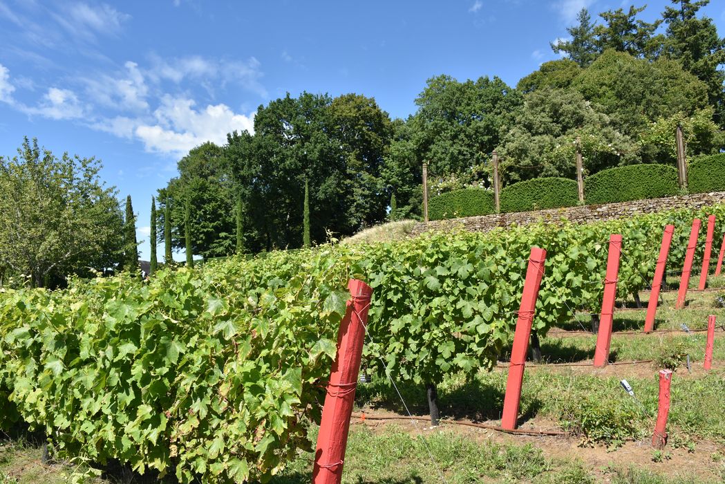 vignes