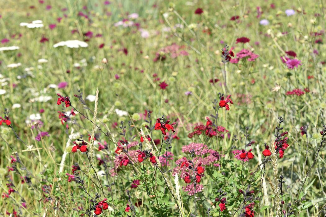 massif fleuri