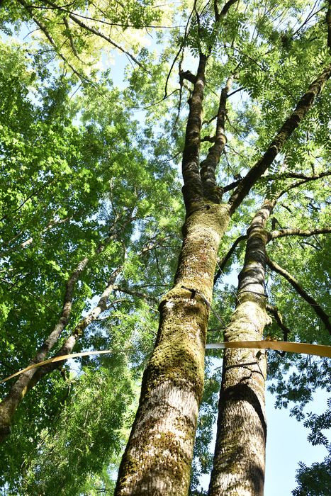 arbre remarquable, installation d’art