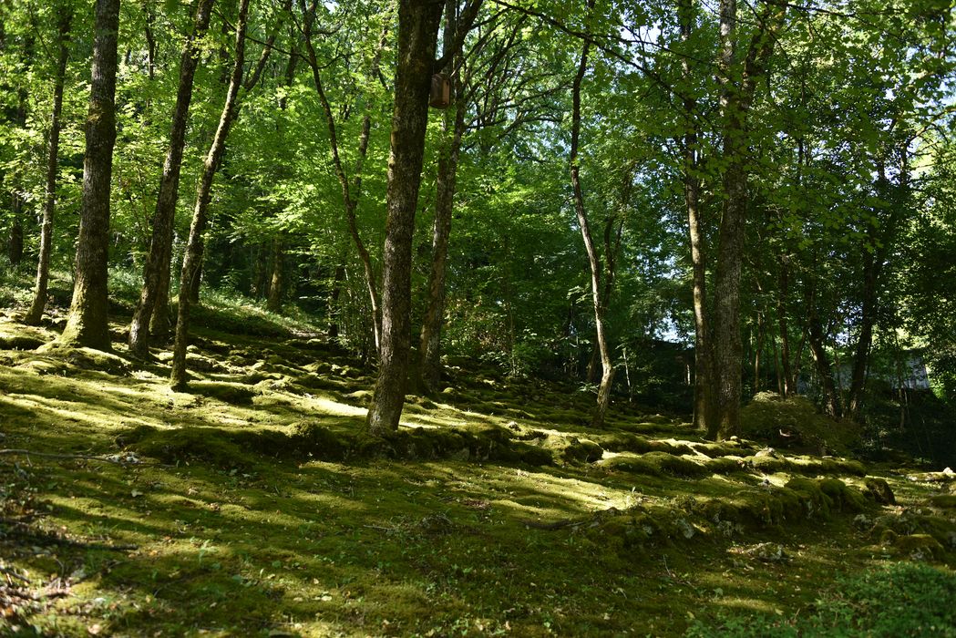 chemin et petit bosquet