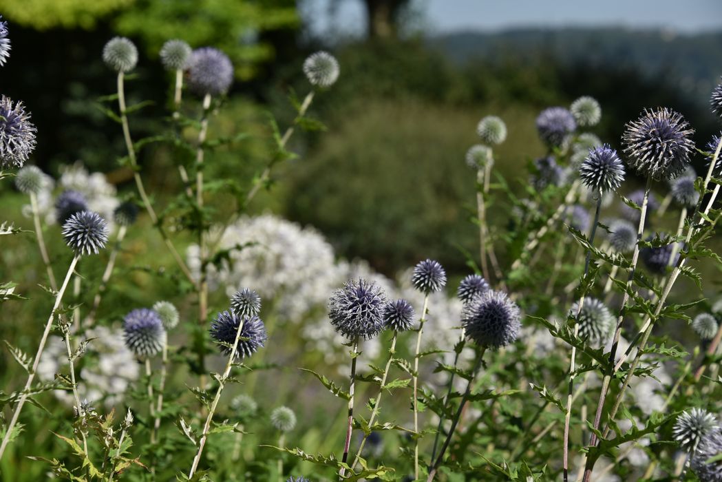 fleurs, détail