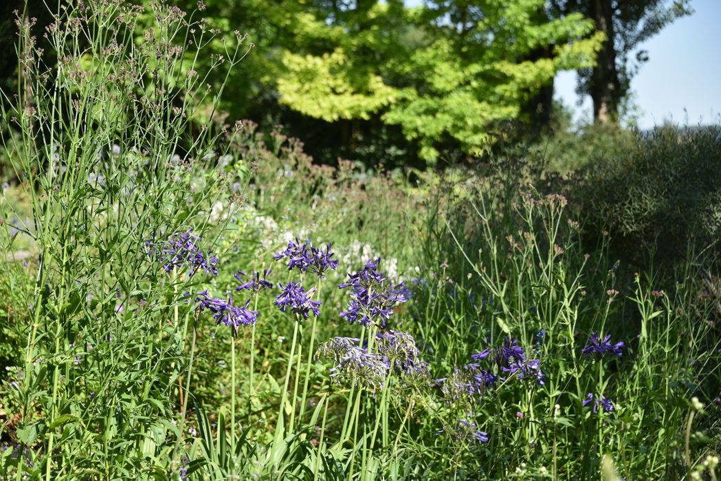 fleurs, détail