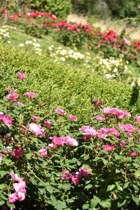 plantes (roses), détail