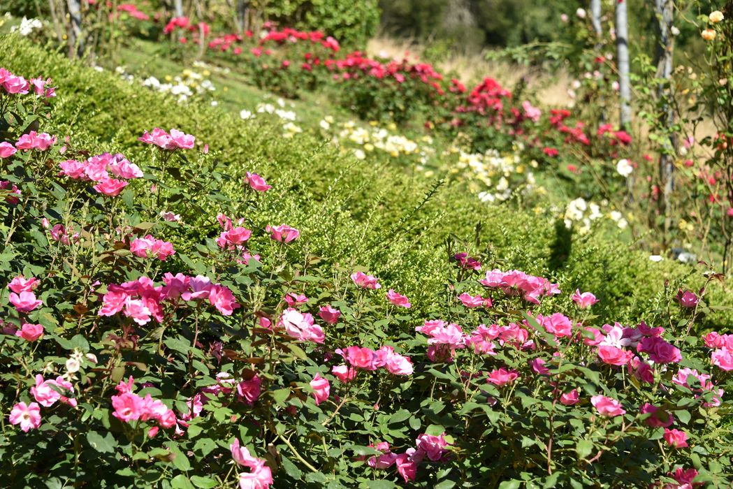 plantes (roses), détail