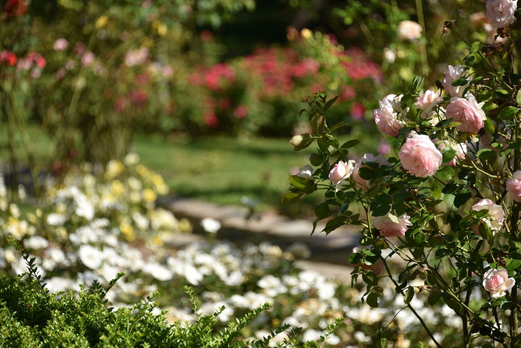 plantes (roses), détail