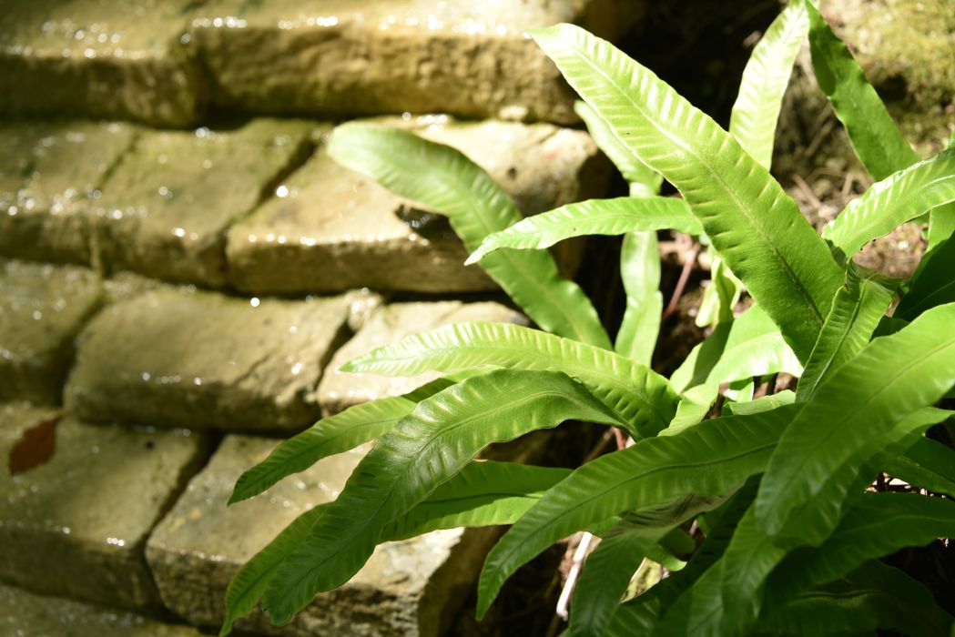 plante, détail