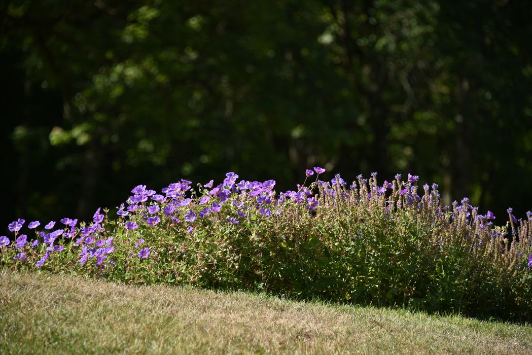 massif fleuri