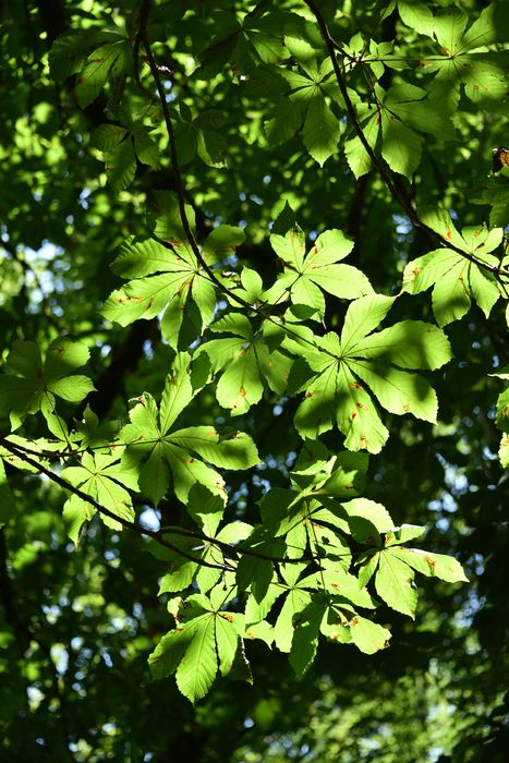 feuilles d’arbre (marronnier commun)