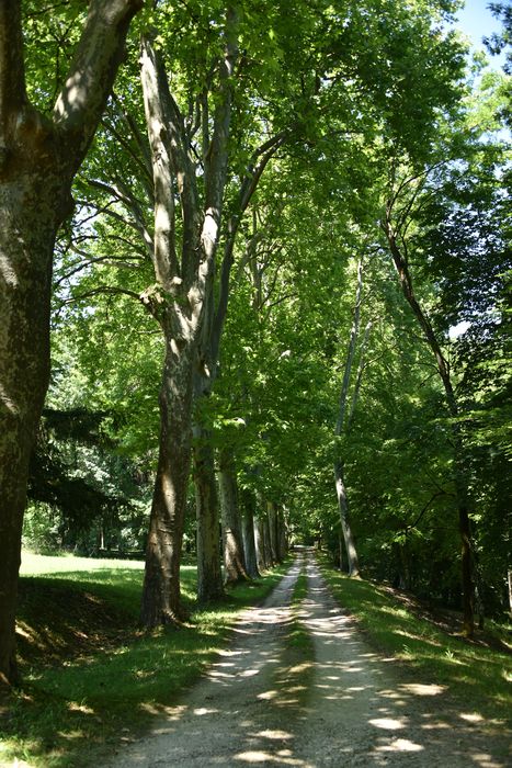 allée arborée (platane)