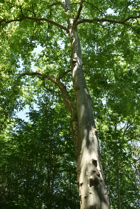 arbre remarquable (platane)