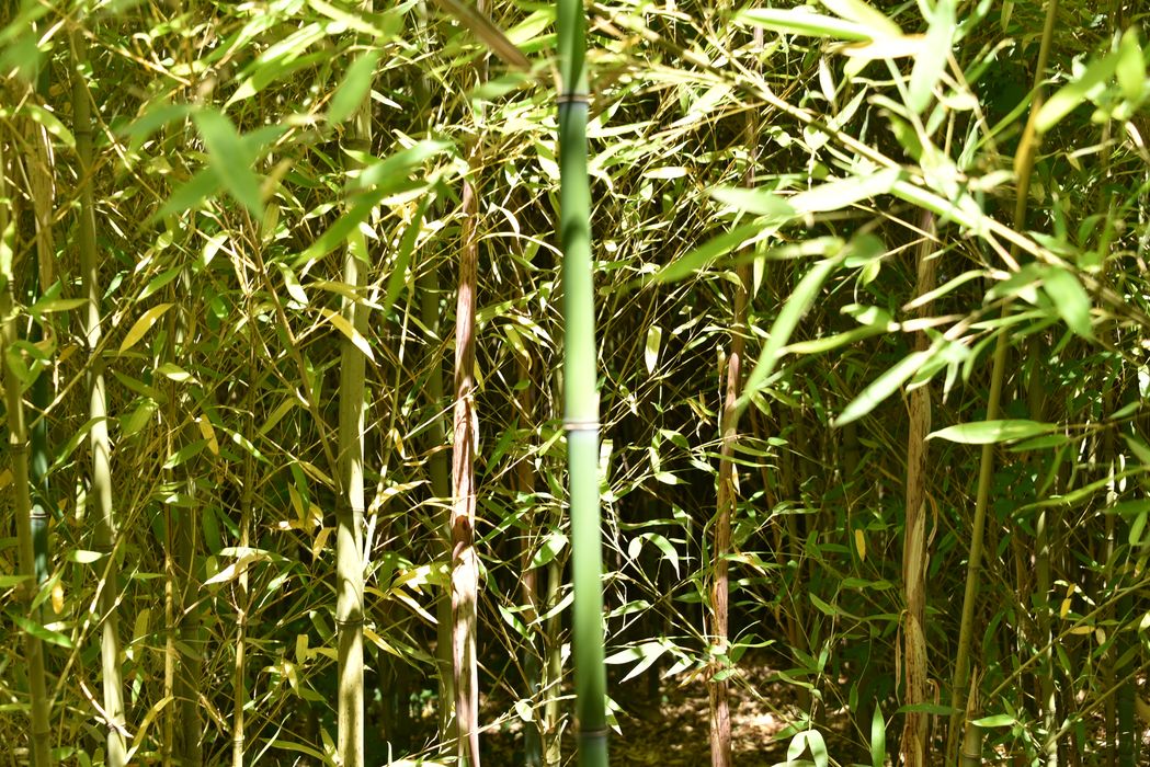 chaume de bambous