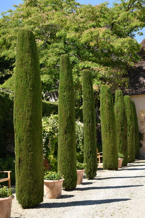 arbres (art topiaire)