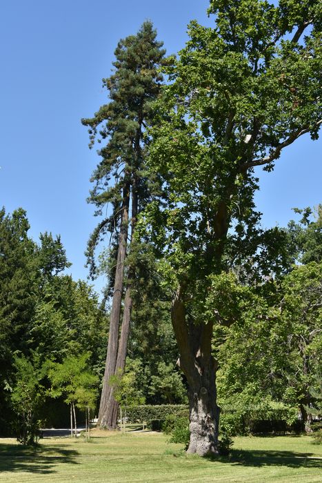 arbres remarquables