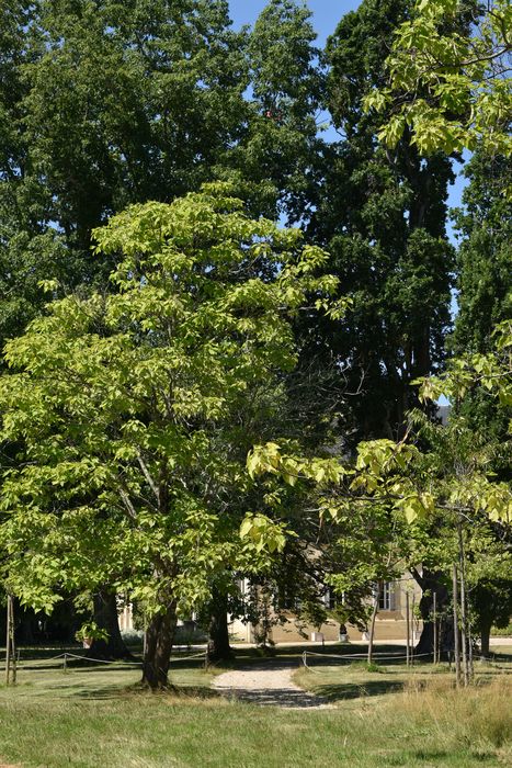 arbres remarquables