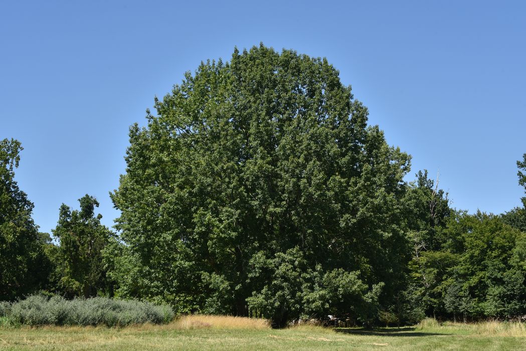arbres remarquables