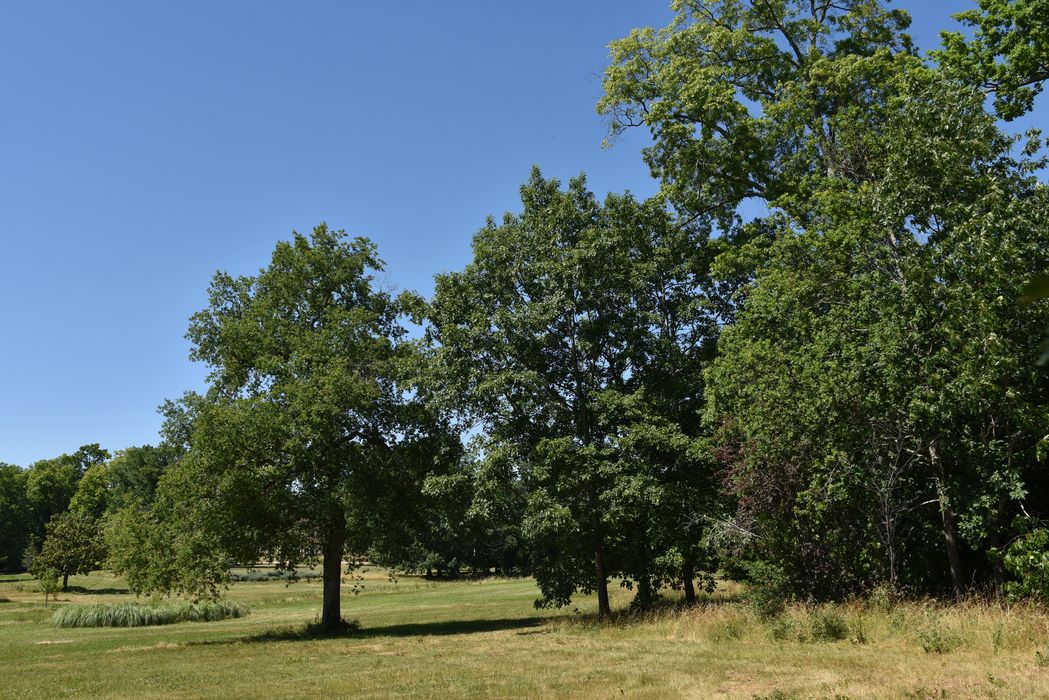 arbres remarquables