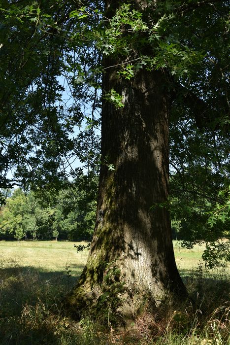 arbre remarquable