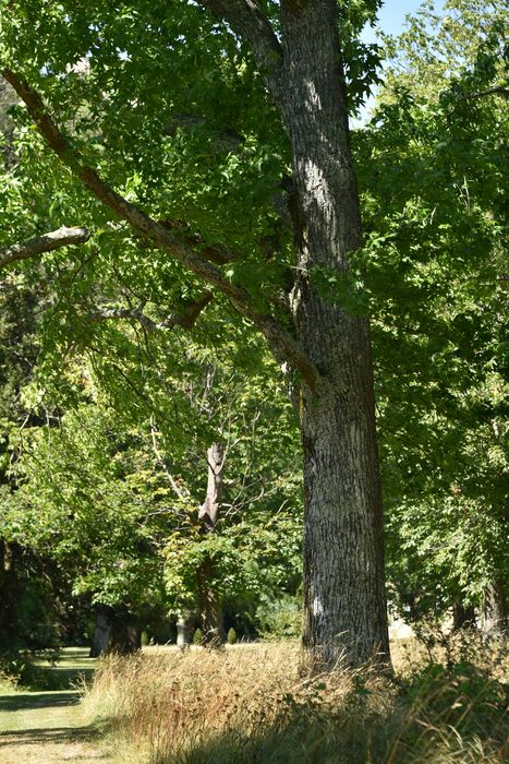 arbre remarquable