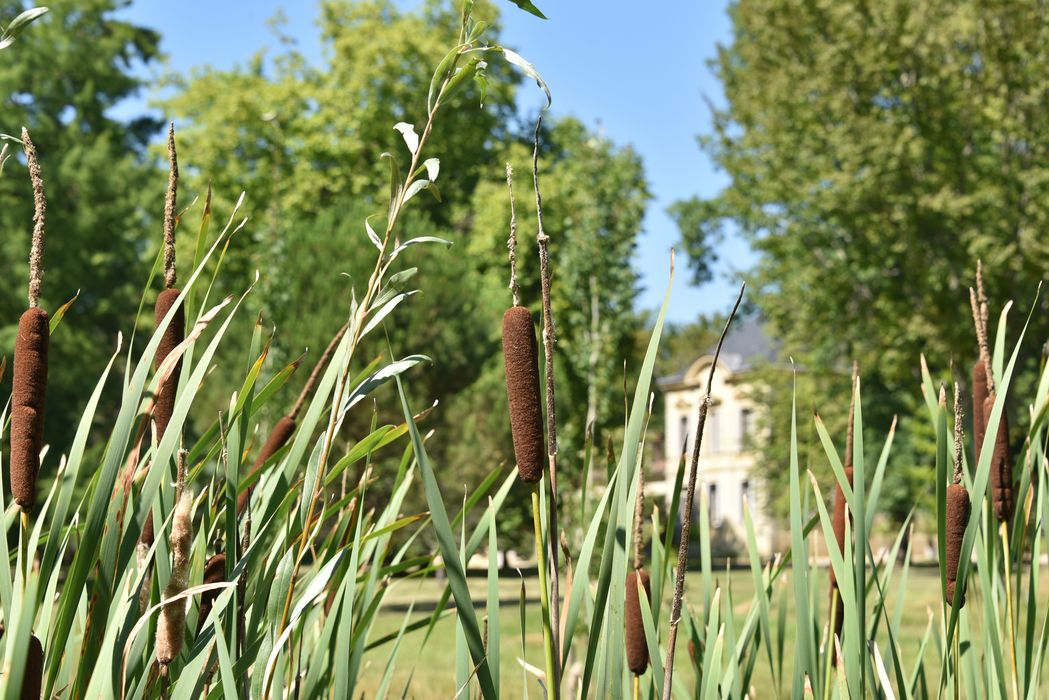 plante aquatiques (typhaceae)