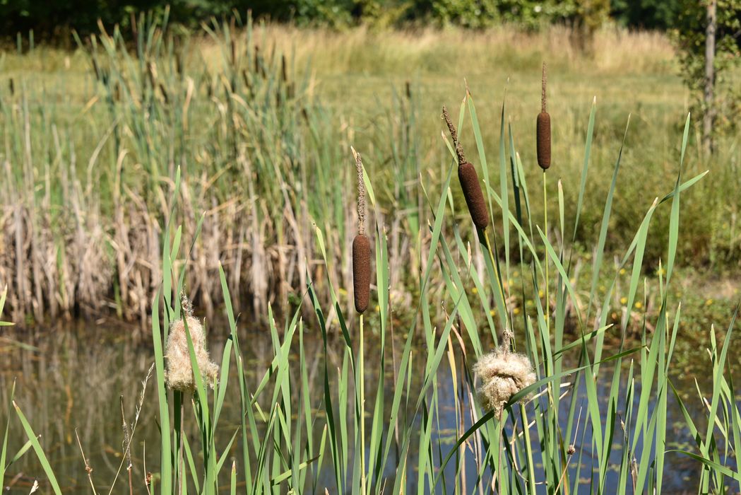 plante aquatiques (typhaceae)