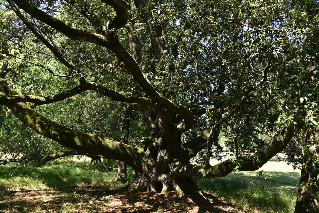 arbre remarquable