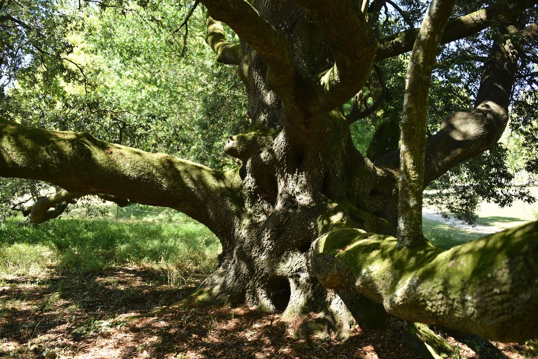arbre remarquable, détail