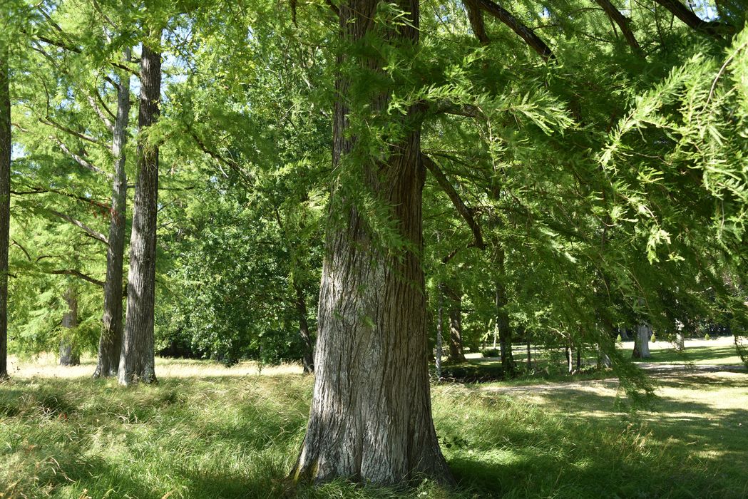 arbre remarquable, détail