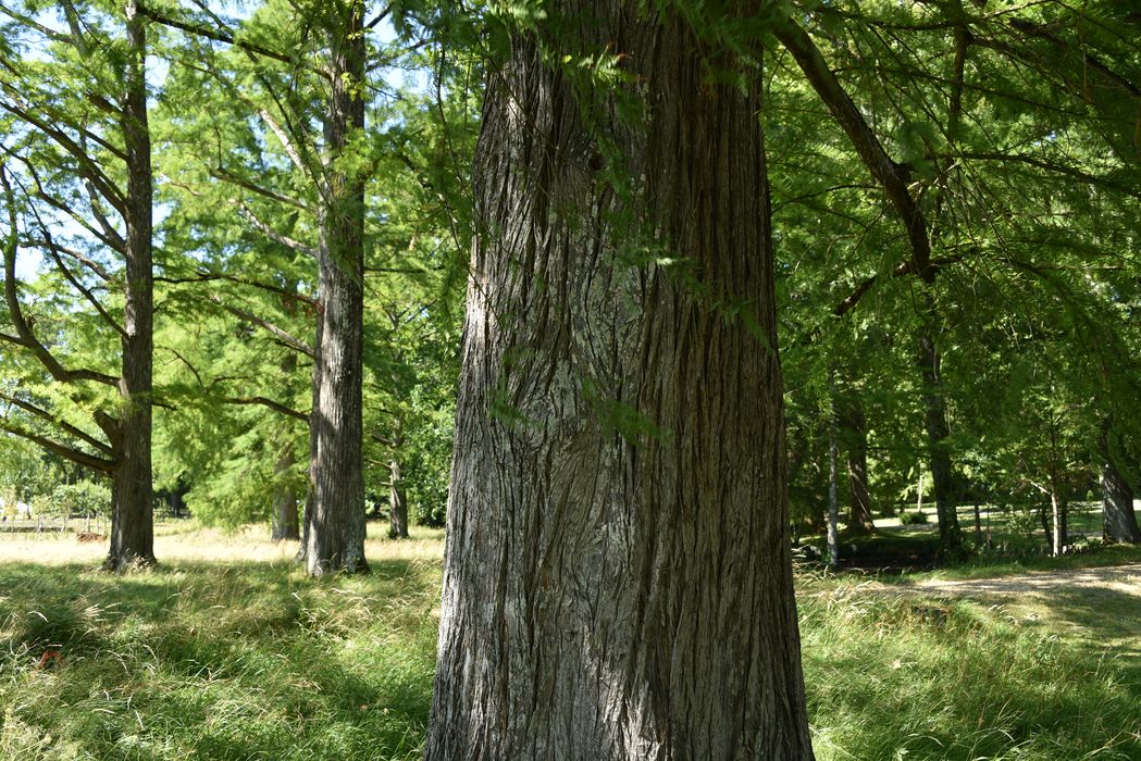 arbre remarquable