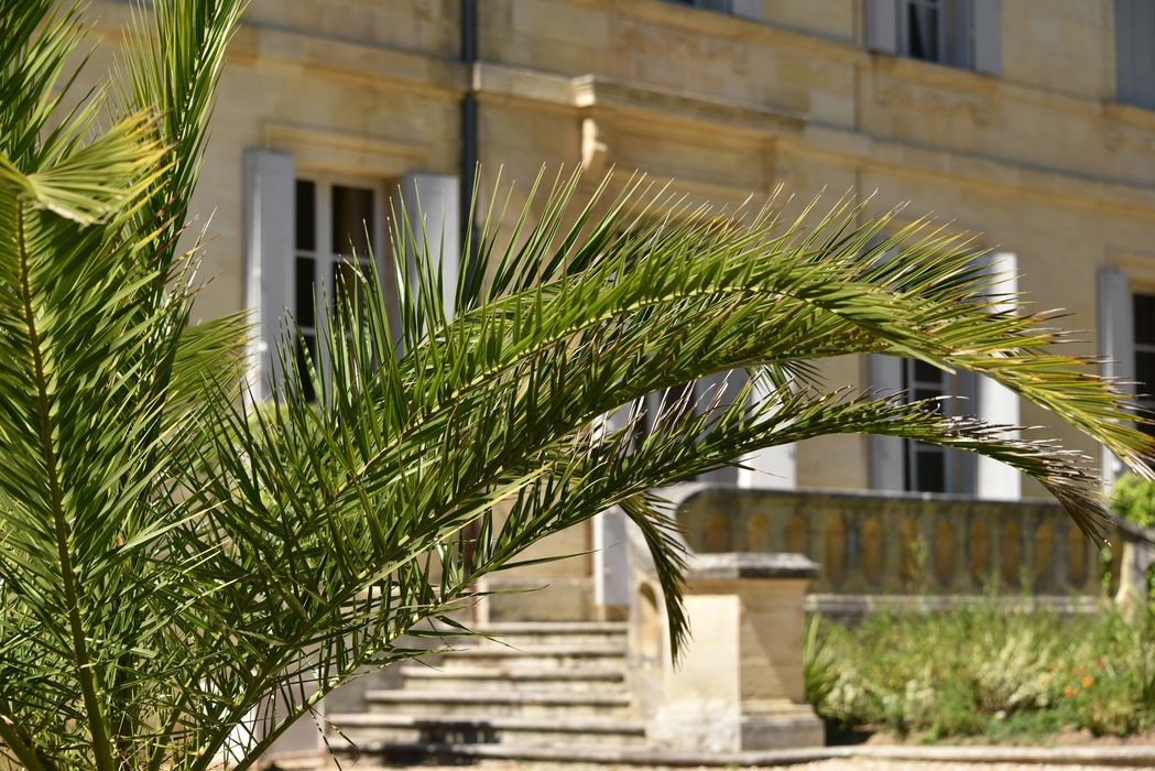 plante, détail