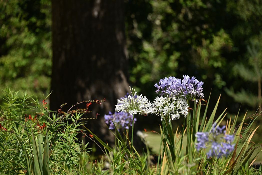 fleures, détail