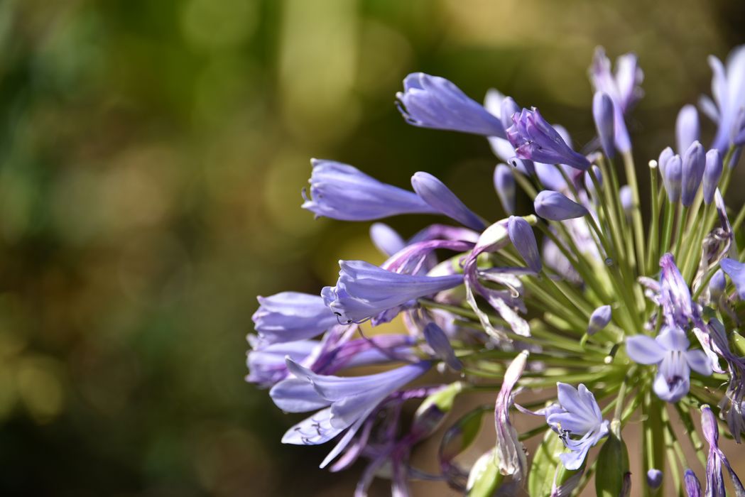 fleures, détail