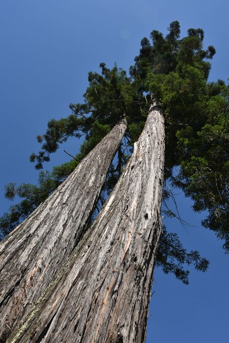 arbre remarquable (séquoia)