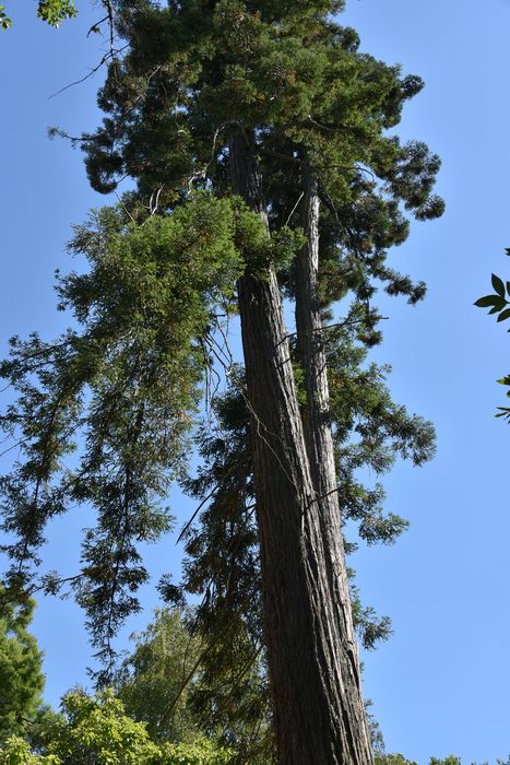 arbre remarquable (séquoia)
