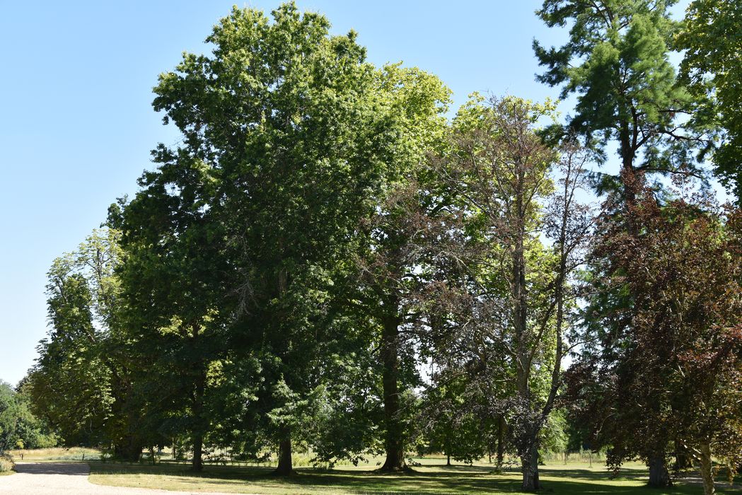 arbres remarquables