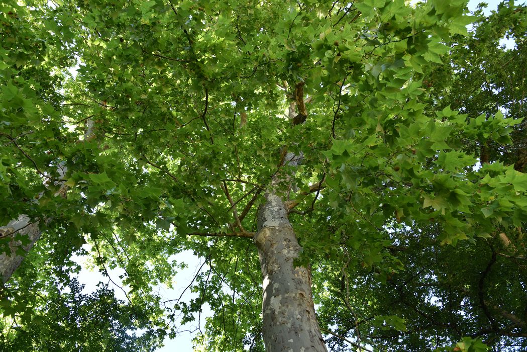 arbre remarquable (platane)