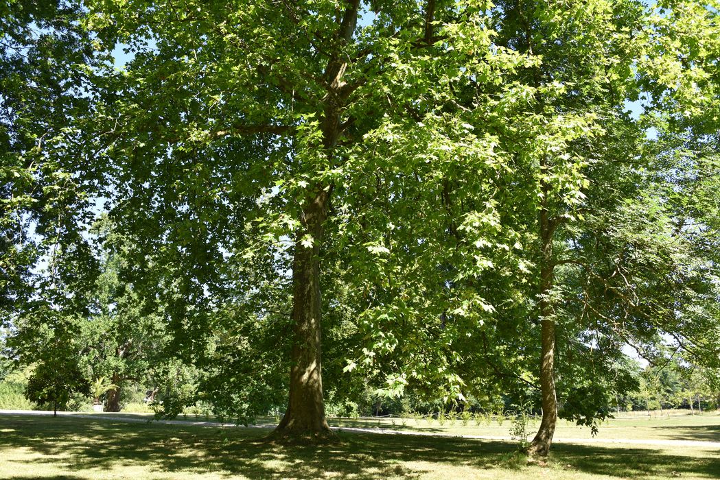 arbre remarquable