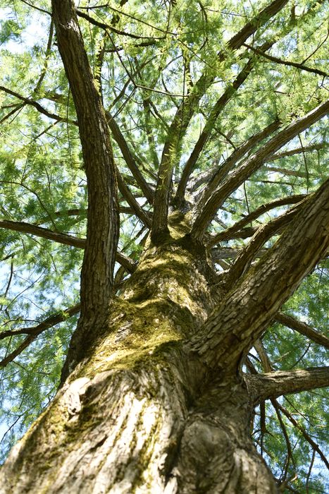 arbre remarquable