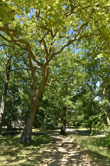 arbres remarquables