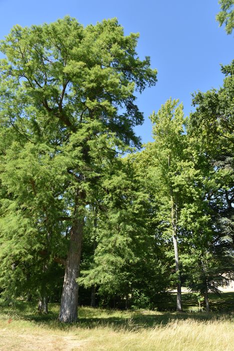 arbres remarquables