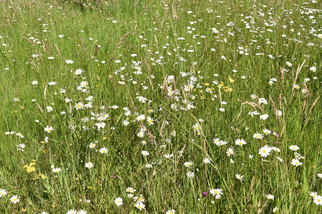 chemins à biodiversité