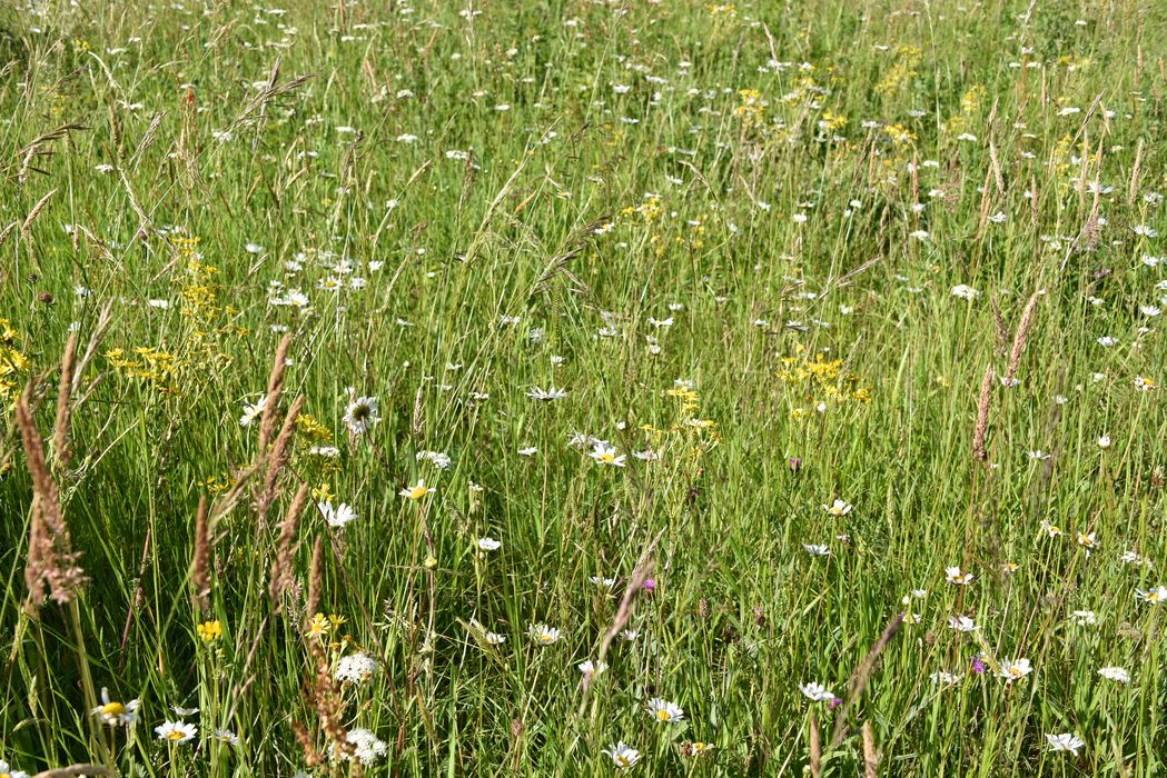 chemins à biodiversité