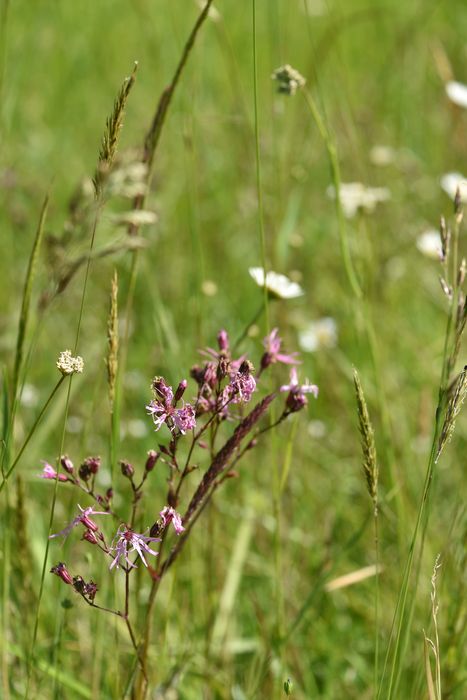 plante, détail