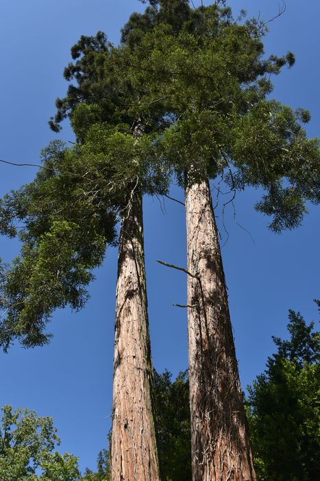 arbres remarquables